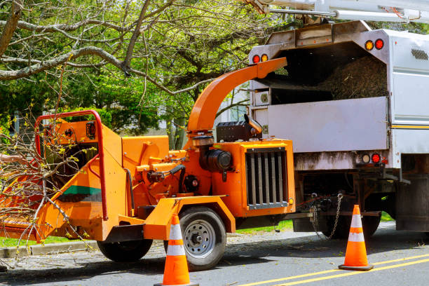 How Our Tree Care Process Works  in Enterprise, UT